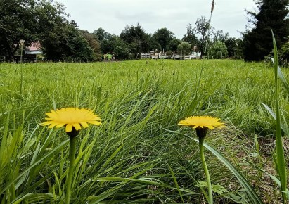 działka na sprzedaż - Marcinowice, Szczepanów